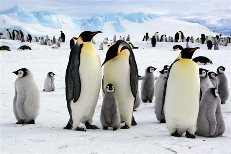 penguin habitat